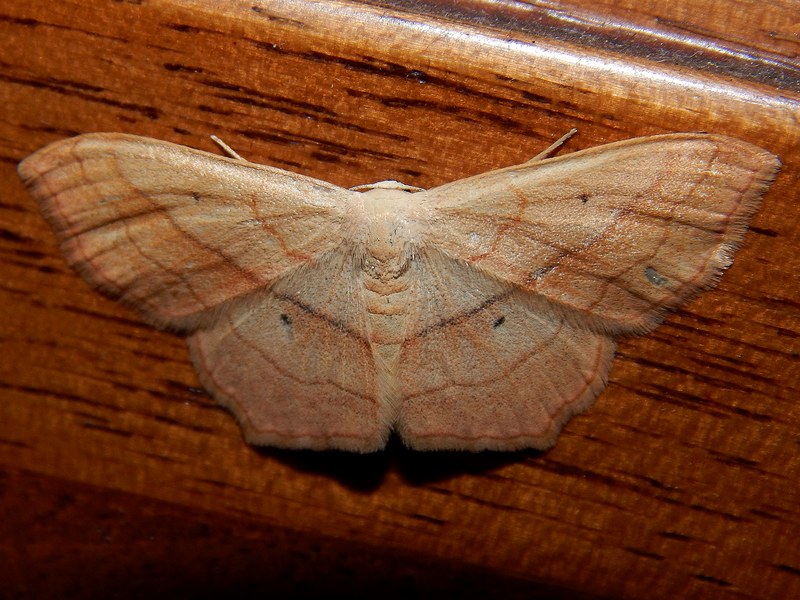 Geometridae 1 da identificare